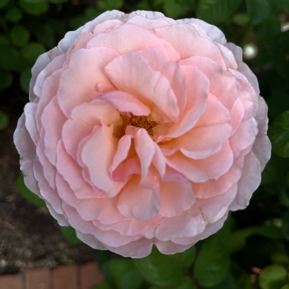 Meet your Posher, E🌸 - Picture 1 of 15